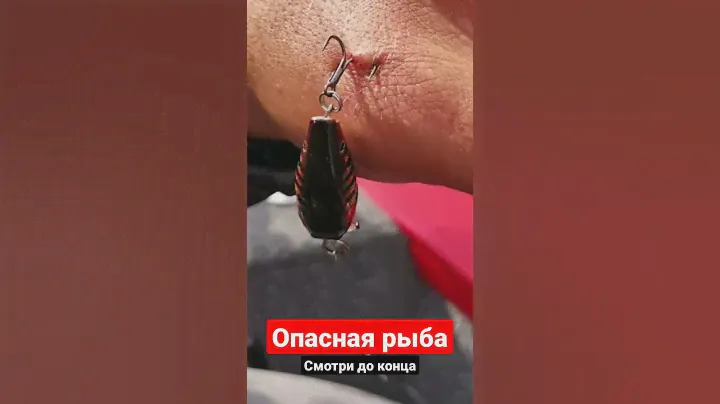 ГОЛАВЛЬ ОПАСНАЯ РЫБА